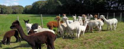 alpacas