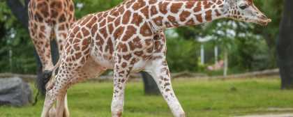 giraffes 