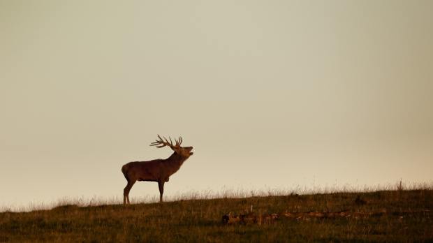 Stag at Red Deer Range Trail in Newton Stewart