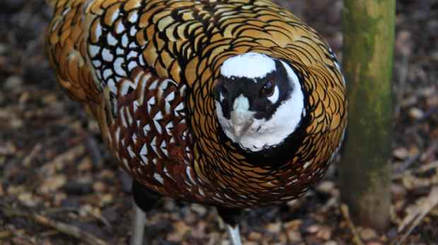 Reeves pheasant bird at Birmingham Wildlife Conservation Park