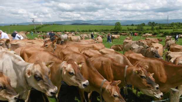 Jersey cattle at Abbott Lodge in Penrith
