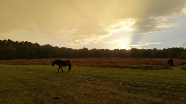 Horses at Knettishall Heath Country Park in Thetford