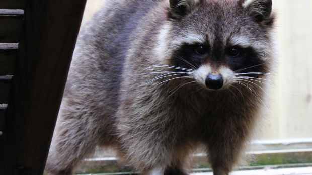 Racoon at Gentleshaw Wildlife Centre in Eccleshall