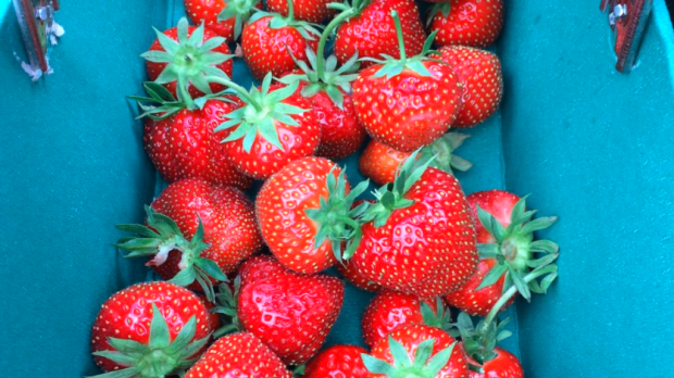 Strawberries at Copas Farm Iver