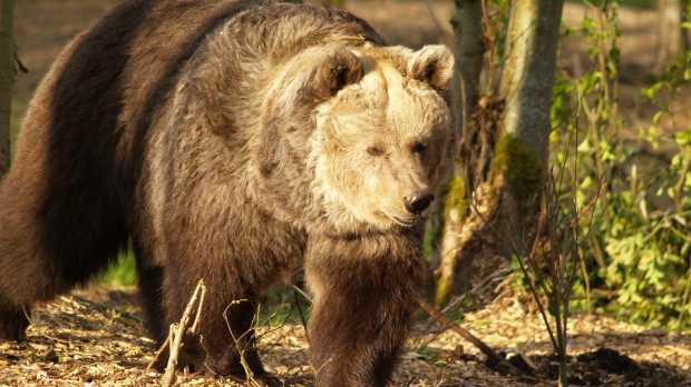 Bear at Five Sisters Zoo Park in West Calder
