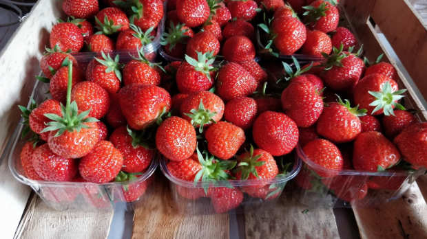 Strawberries at Graveley Fruit Farm in Hitchin
