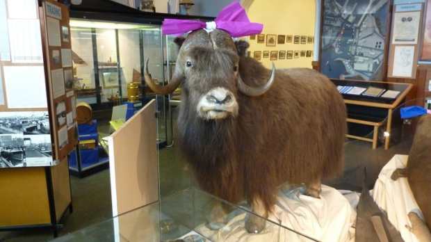 Taxidermied beast in exhbition room of Aberdeenshire Farming Museum in Peterhead