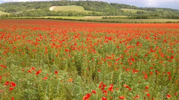 Field of flowers on The Ridgeway National Trail in Avebury