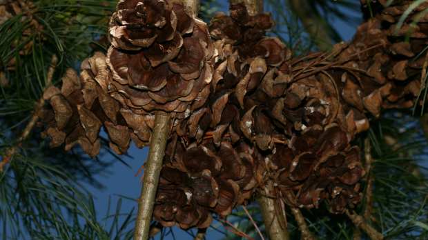 Cones of Japenese White Pine tree at Vogrie Country Park in Gorebridge