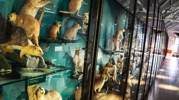Exhibition room at Natural History Museum at Tring