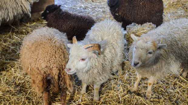 Sheep at Greenlands Farm Village in Carnforth