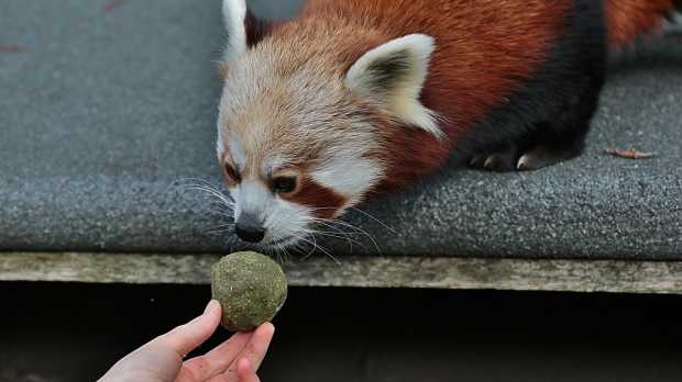 Baby red panda at Lake District Wildlife Park in Keswick