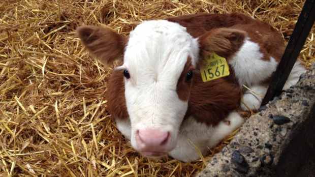 Dairy calf at Copper Coast Mini Farm in Tramore