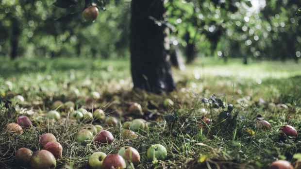 Apples at Sheppys Cider Farm and Museum in Taunton