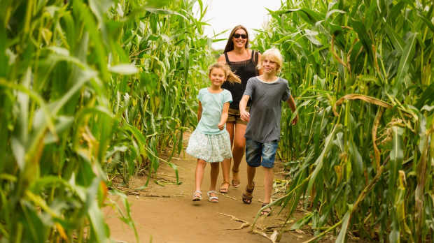 Family in maze at York Maze