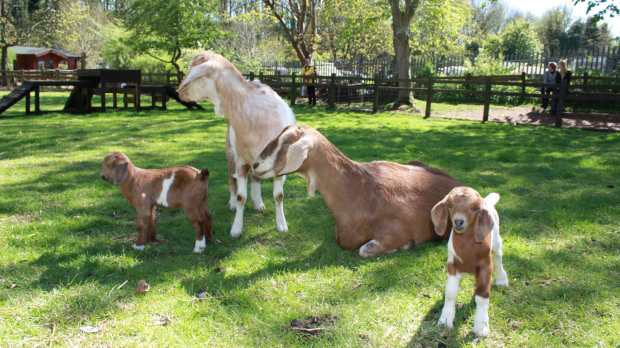 Anglo Nubian Goat family at St Werburghs City Farm in Bristol