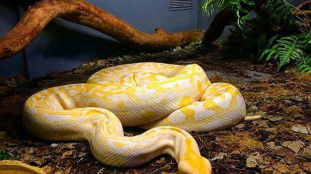 Snake at Reptile Village Zoo in Gowran