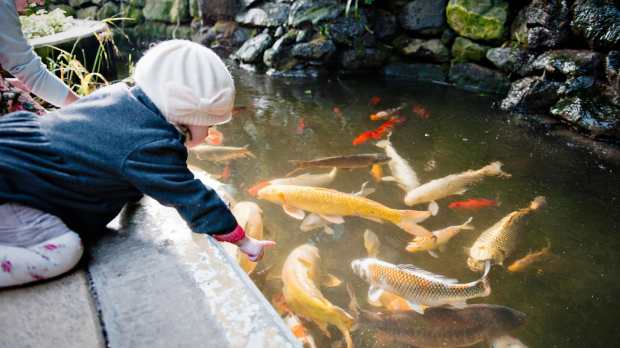 Girl watches fish in pond at Sunderland Museum and Winter Gardens