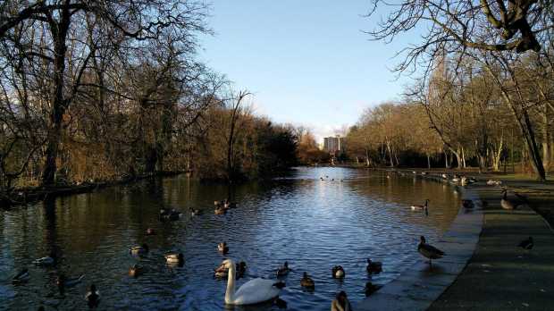 Ducks and swan in river at Thornes Clarence Park in Wakefield