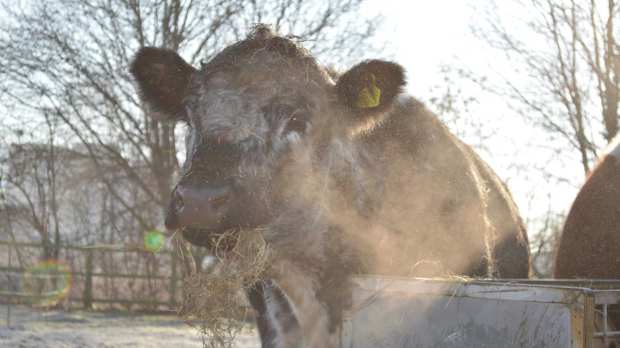 Cow at Deen City Farm in London