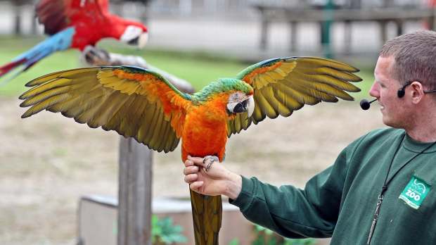 Macaw parrots at Blackpool Zoo