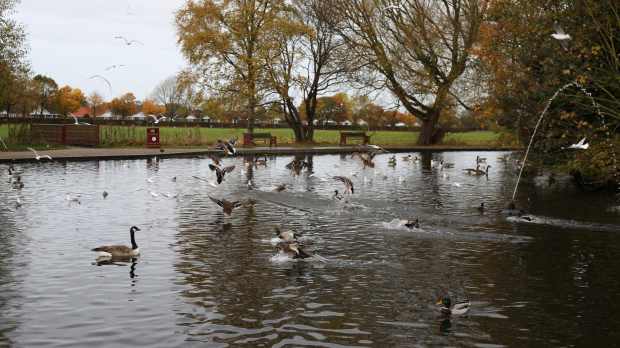 Birds on pond at Coronation Park in Jersey