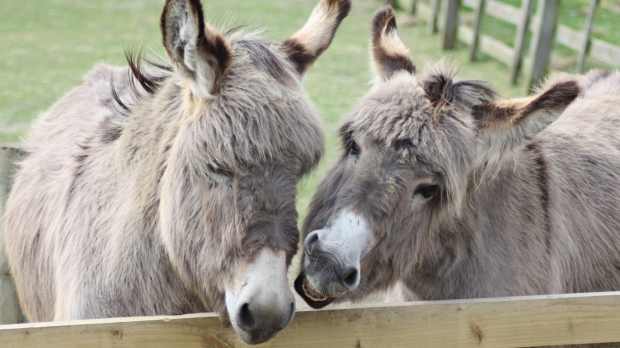 Donkeys at Gorse Hill City Farm in Leicester