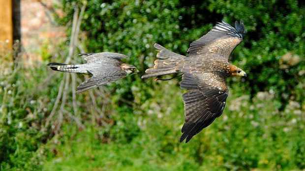 Falcons at York Bird of Prey Centre in Huby