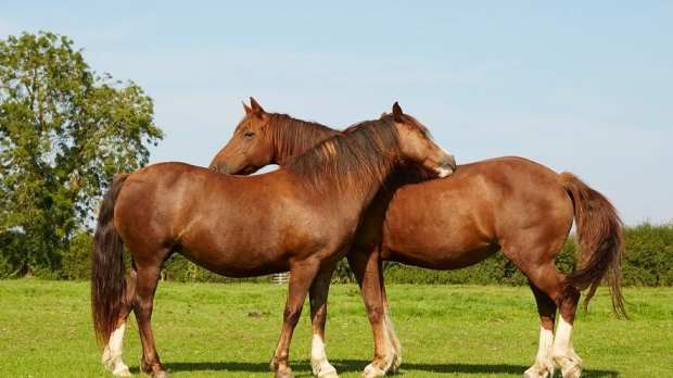 Horses at Checkendon Equestrian Centre