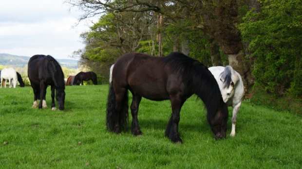 Horses at The Ayrshire Equitation Centre in Ayr