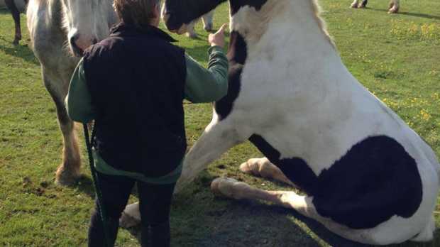Person with horses at Lulworth Equestrian Centre in Wareham