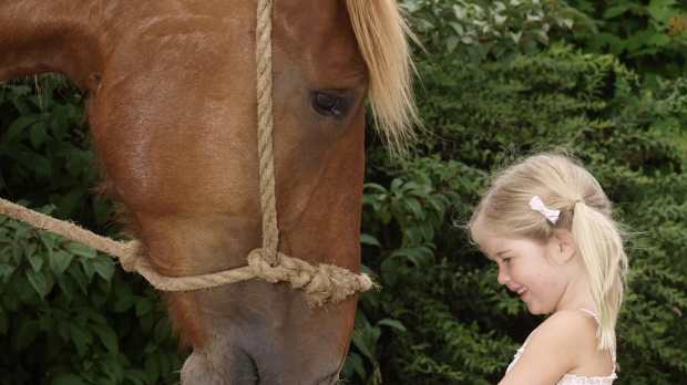 Girl feeding horse at The Suffolk Punch Trust in Woodbridge