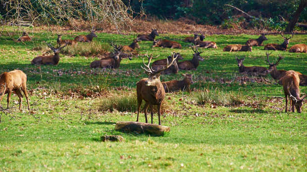 Deer at Richmond Park