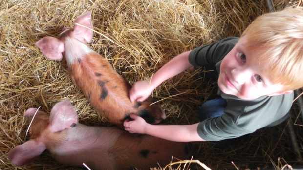 Boy with piglets at Boydells Dairy Farm in Braintree