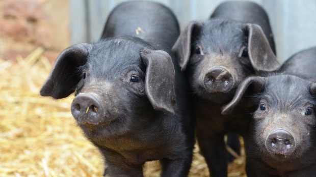 Piglets at Gressenhall Farm and Workhouse in Dareham
