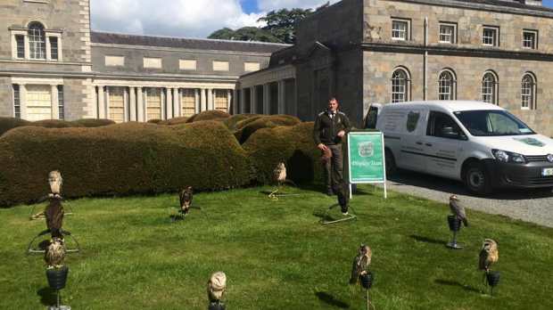 Owls at Dublin Falconry in Balbiggan