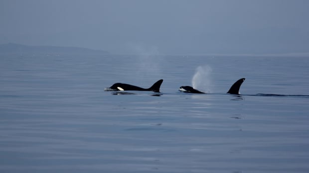 Whales on Hebridean Whale Cruises in Gairloch
