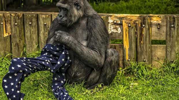 Gorilla at Belfast Zoo