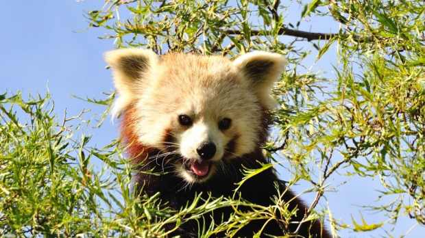 Red panda at Shepreth Wildlife Park
