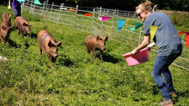 Pigs racing at Bill Quay Community Farm in Gateshead