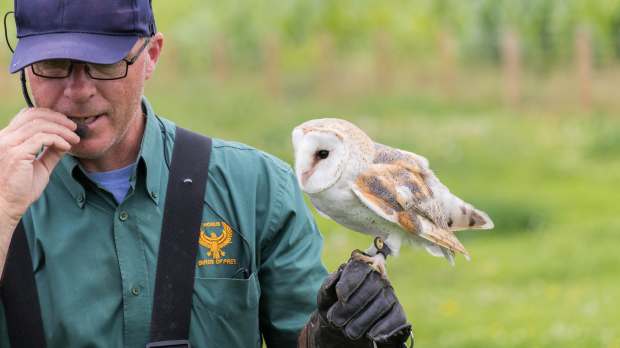 Owl at Farmer Teds Farm Park in Ormskirk