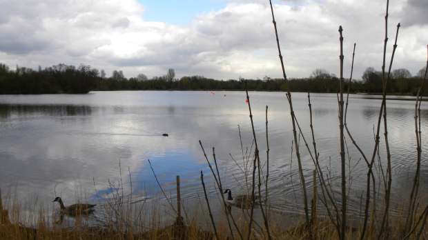 Geese in lake at Rickmansworth Aquadrome Nature Reserve