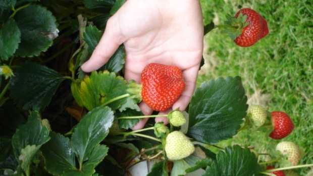 Stawberry picking at Parkside Farm PYO in Enfield