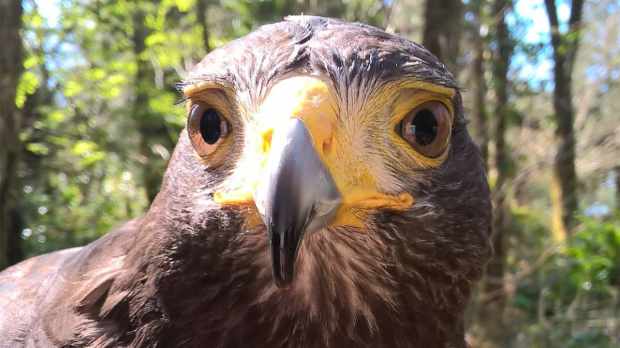 Falcon close up at North East Falconry in Ryton Woodside