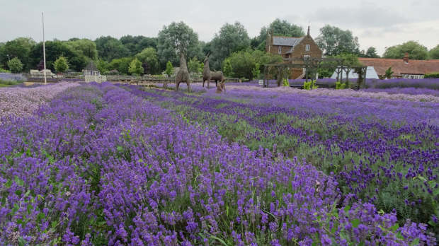 Lavender field at Norfolk Lavender in King Lynn