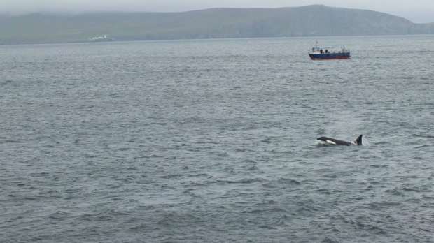Killer whale sighting on Mousa Boat Trips in Shetland Isles