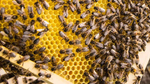 Bees at Quince Honey Farm in South Molton