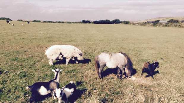 Animals at Castle Adventure Open Farm in Ballyshannon