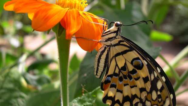 Butterfly on flower at Stratford Butterfly Farm 