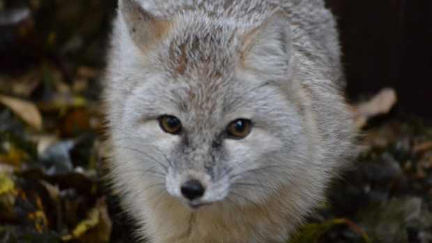 Fox at Greenacres Animal Park in Mancot